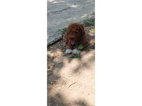 3 aylık maltipoo erkek bebek