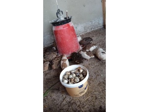 Kuluçkalık bıldırcın yumurtası