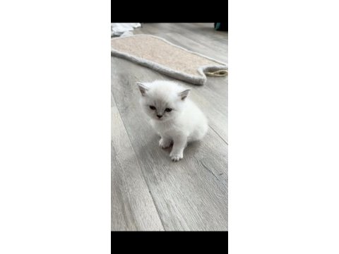 Yavru british shorthair anne baba safkan