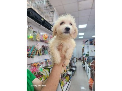 Yavru terrier köpek