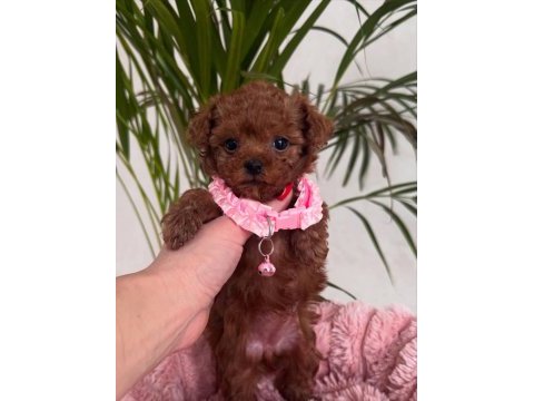 Toy poodle yavrularımız