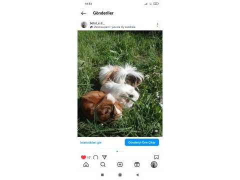 Guinea pig 4 adet