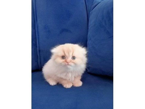 Scottish fold longhair kedimiz
