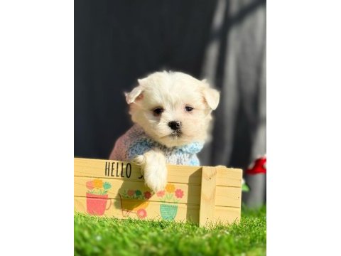 Minik maltese terrier köpekler