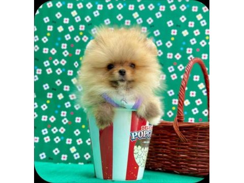 Safkan pomeranian bol yavrular