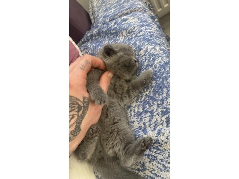 British shorthair blue bebek