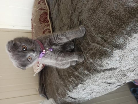 Scottish fold kedimiz