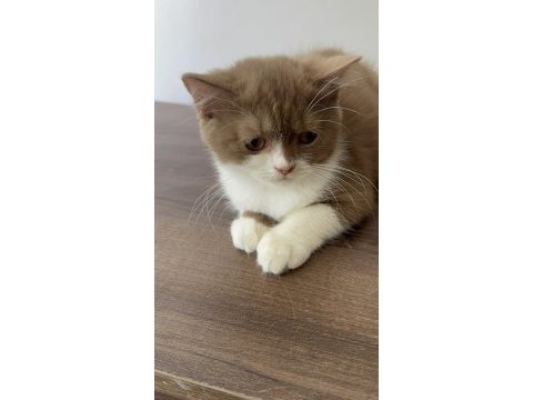 British shorthair yavrumuz