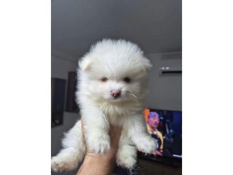 3 adet erkek pomeranian yavru