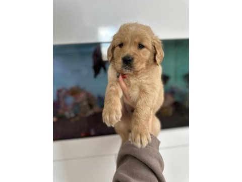 Baby face golden retriever bebekler