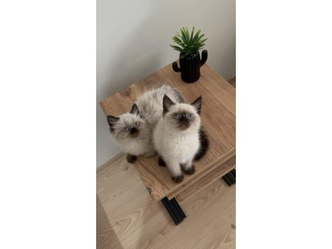 British shorthair yavrumuz