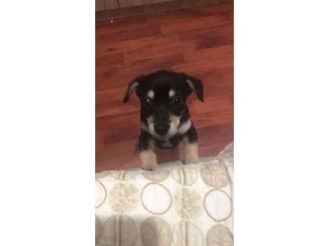 Chihuahua şivava adana