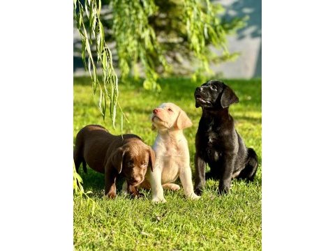 Eğitimli labrador retriever yavruları istanbul 
