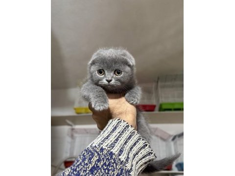 A kalite top kafa erkek scottish fold yavrumuz