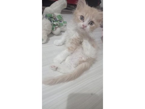Minik yavrularıma sıcak bir yuva