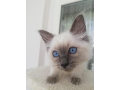 Safkan erkek ragdoll