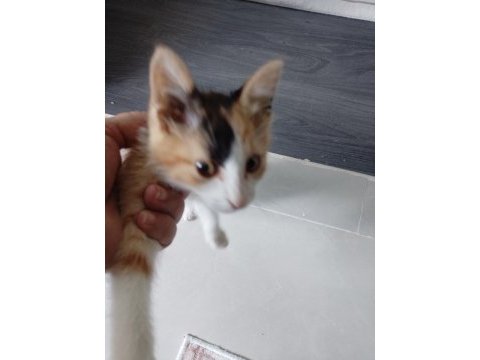 Ev kedisi temiz