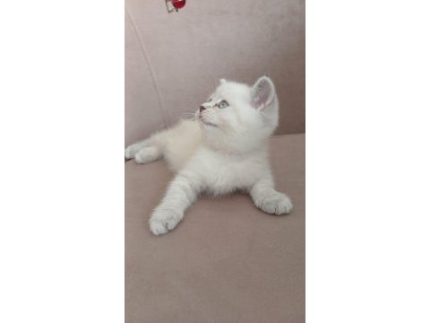 50 günlük british shorthair dişi yavru