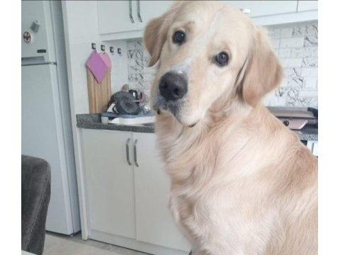 Sahiplendirme golden retriever