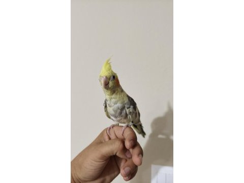 Renk güzeli yavru sultan papağanı