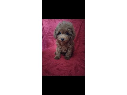 Pafuduk pafuduk poodle yavrular sizleri bekliyor