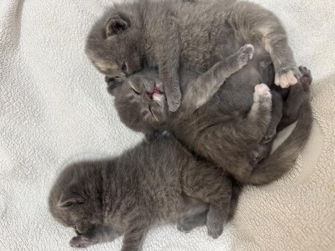 British shorthair yavru kedimiz