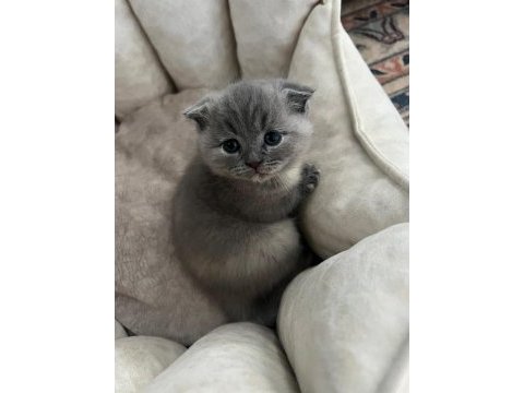 3 tane dişi kırık kulak güzeller güzeli scottish fold bebek