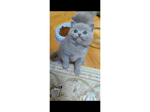 Gri lilac dişi erkek british shorthair yavrular