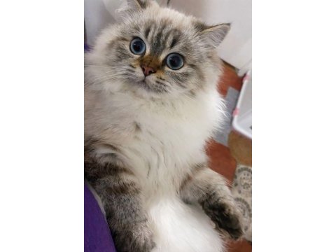 British longhair dişi 1 yaşında