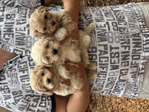 Orijinal sağlıklı aşılı maltipoo