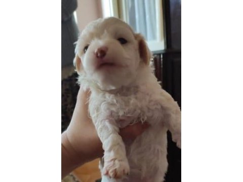 Minik yavrular maltese terrrier