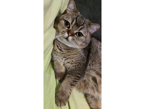 British shorthair golden erkek kısırlaştırıldı