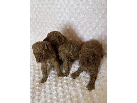 Anne altından toy poodle bebeklerimiz