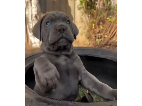 Atletik cane corso yavrular