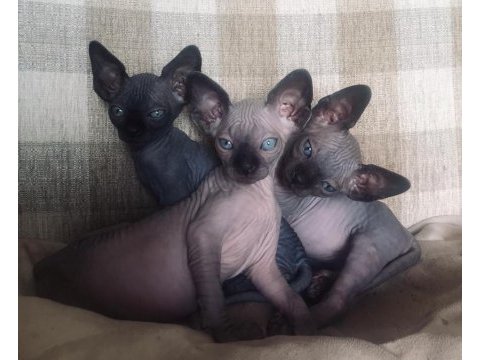 2 aylık sphynx yavruları