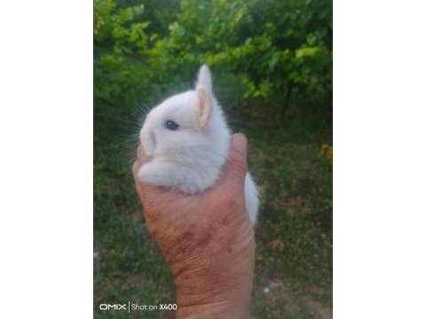 Cüce tavşan yavruları