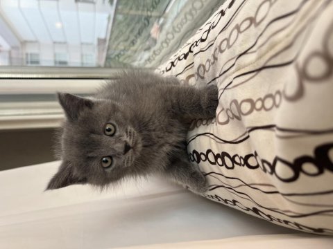 3 erkek ve 1 kadın yavru 3 aylık british shorthair