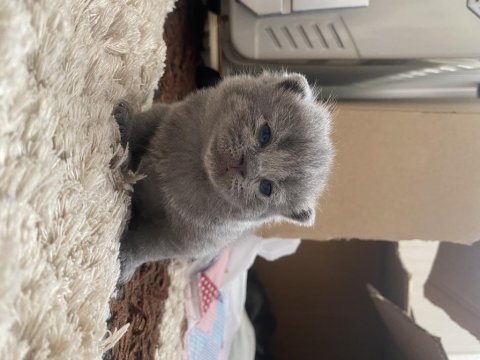 22 günlük british shorthair yavrularım