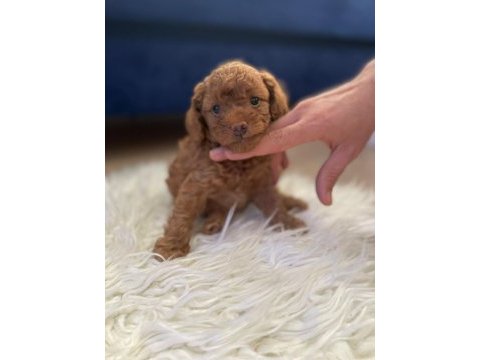 Toy poodle yavrularımız 50 günlük sağlıklı