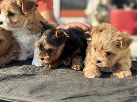 Show kalite tea cup morkie yavrularımız