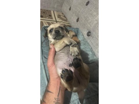Yeni pinscher bebekler sahiplerini arıyor