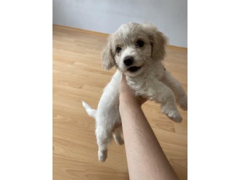 3 aylık maltipoo tuvalet eğitimi var