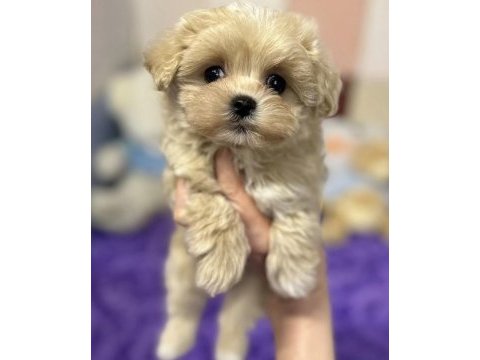 Maltipoo saf ırk bebek