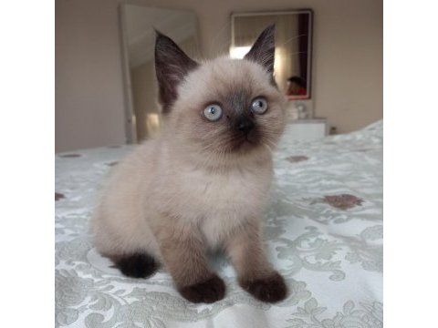 Kaliteli çikolata point dişi british shorthair