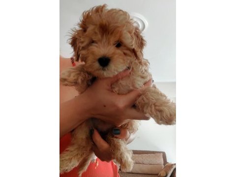 Maltipoo bebekler dişi erkek mevcud