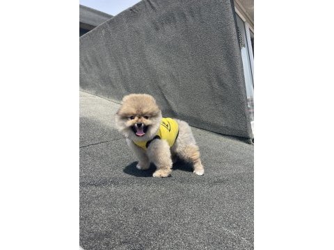 Ayı surat pomeranian boo yavrular