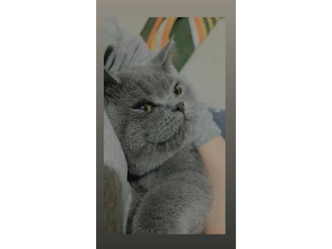 Safkan dişi british shorthair lokum 7 aylık aşılı