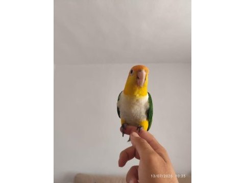 Full evcil konuşan caique