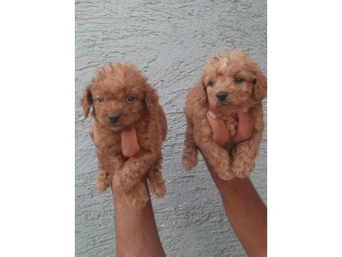 Toy poodle yavrular bir birinden güzel