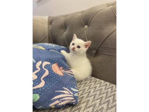 Beyaz bebek british shorthair